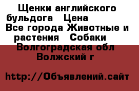 Щенки английского бульдога › Цена ­ 40 000 - Все города Животные и растения » Собаки   . Волгоградская обл.,Волжский г.